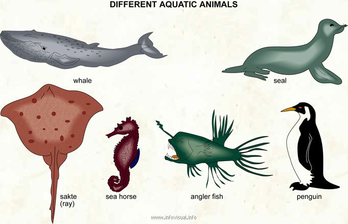 Aquatic Animals Visual Dictionary 